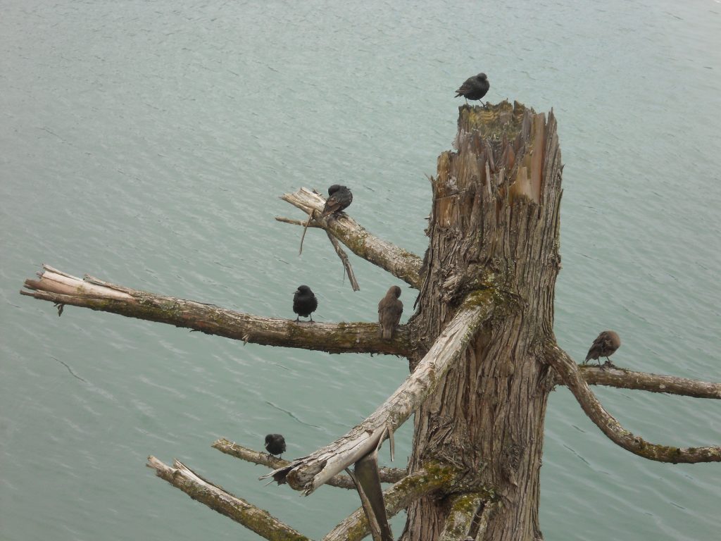 Birds perched on a tree snag