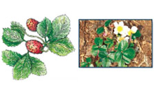 Coastal Strawberry (Fragraria chiloensis)