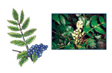 Oregon Grape (Mahonia repens)