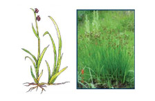 Swordleaf Rush (Juncus ensifolius)